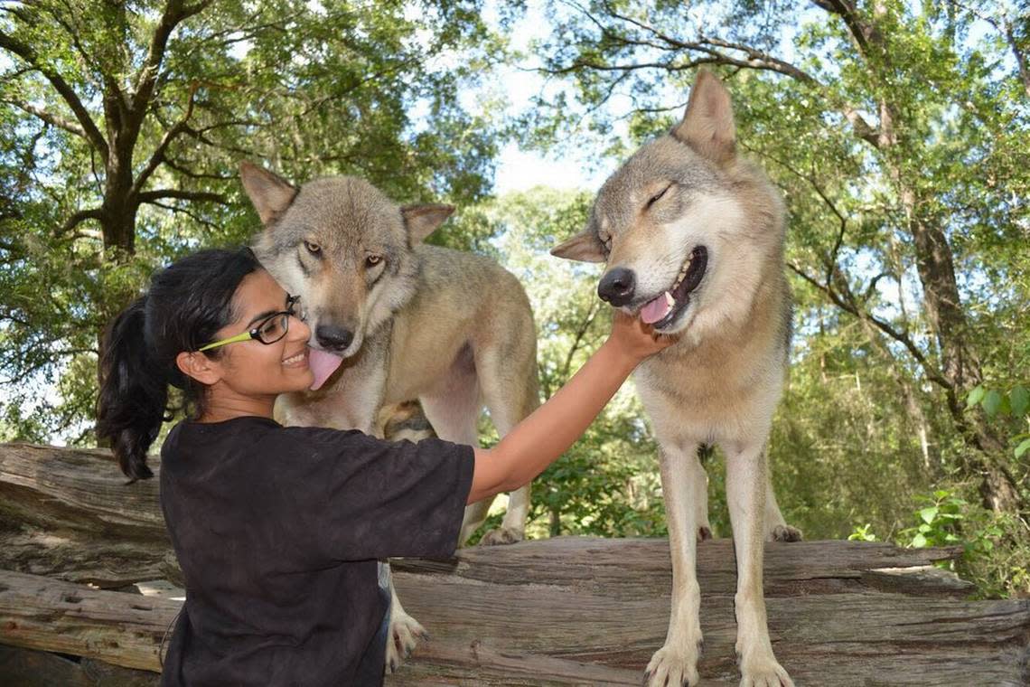 Play, pet and hang out with the wolves at this beautiful wolf preserve.