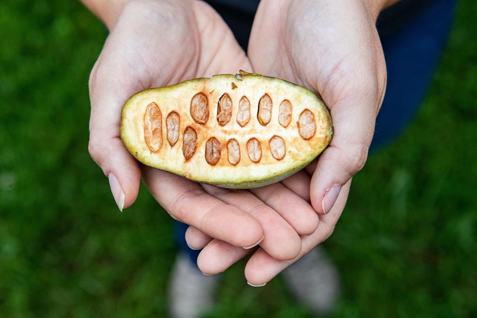 Pawpaws have a thin skin and large seeds, but the yellow flesh taste  like a cross between a mango, pineapple and banana.
