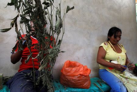 Mari Teteche, 42, (R) cuts a marijuana plant grown in the mountains of Tacueyo, Cauca, Colombia, February 10, 2016. Picture taken February 10, 2016. REUTERS /Jaime Saldarriaga