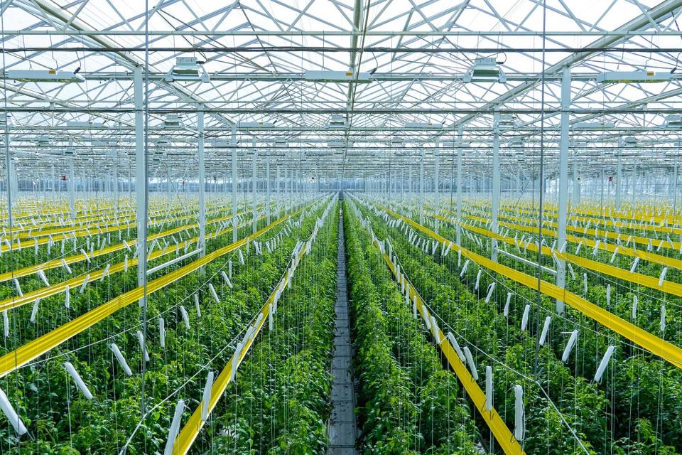 Tomatoes being grown in AppHarvest’s Morehead, Ky. facility. - Credit: AppHarvest