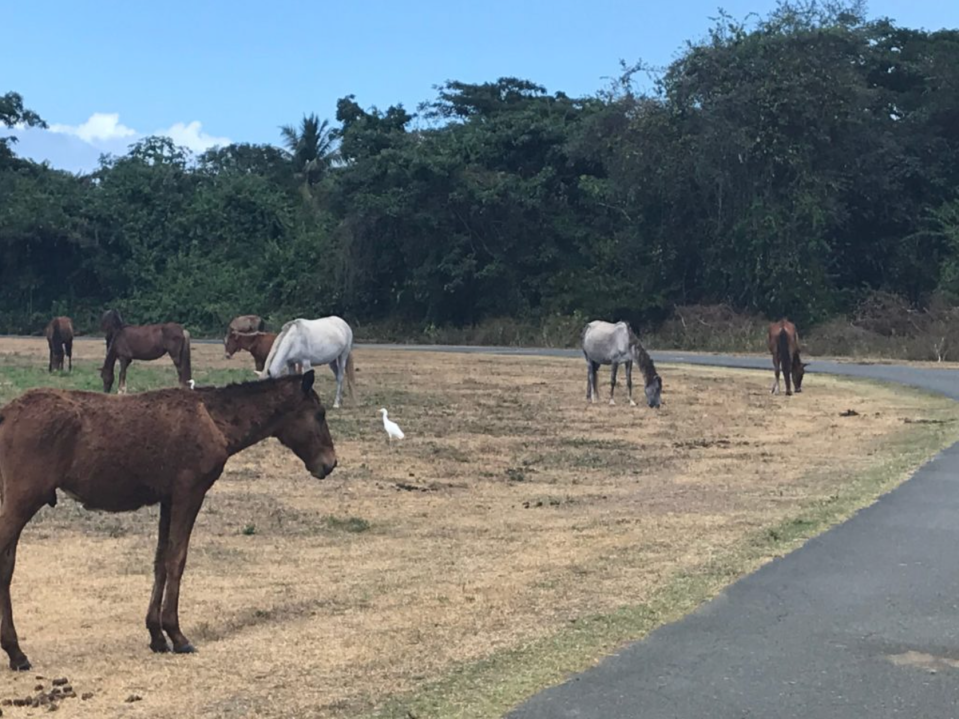 Vieques ist die Heimat von Hunderten von Wildpferden. - Copyright: Jane Ridley