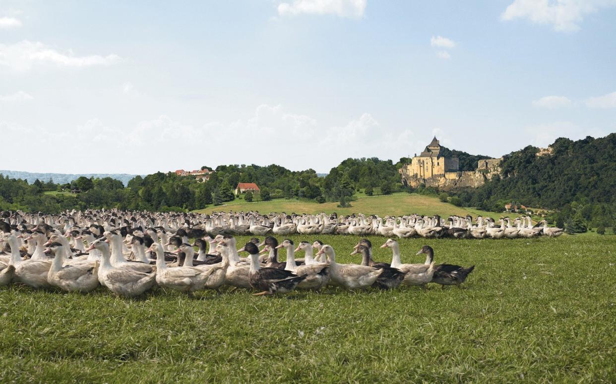 Mulard - the Muscovy hybrid used in foie gras production - in the Périgord region of France - BRIDGEMAN IMAGES