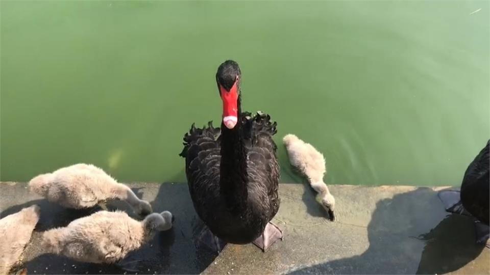 這間學校的鵝...很兇　學生立告示牌提醒