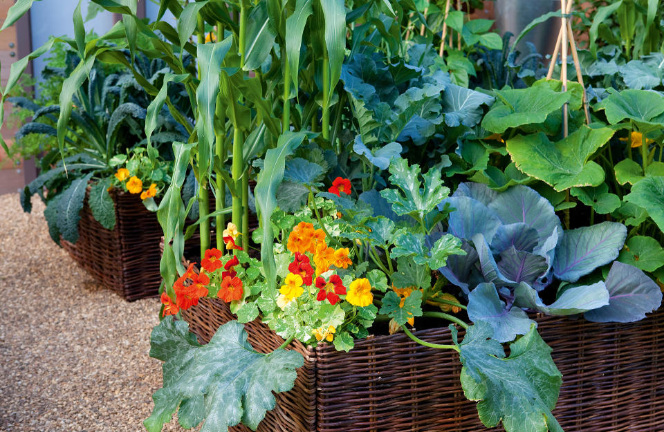 PLANT A MIX OF VEG IN WILLOW PLANTERS