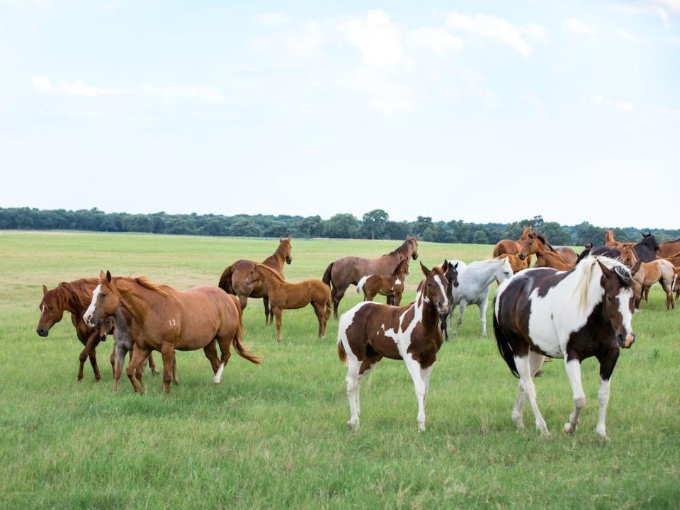 Numerous horses walk and sit in the grass on Terry Bradshaw's ranch.