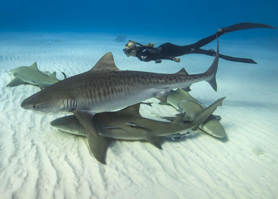 Meet the woman dispelling the myths about one of the worlds most feared ocean predators by swimming without protection with great white sharks. Petite beauty Ocean Ramsey travels the globe swimming with many species of sharks hoping to prove they are nothing like their Jaws film reputation. In these incredible photographs friend Juan Oliphant caught on camera the moment a massive 17-foot Great White let Ocean tail ride through the deep. Shark conservationist Ocean, who is also a scuba instructor, model and freediver, swam with the massive fish in waters off Baja Mexico last year. PIC BY JUAN OLIPHANT / CATERS NEWS