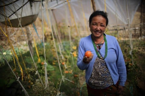 50 year old Sabitri Maya Lama, leader of a women's community group in Kafle village, at her tomato farm in Chauri Deurali Rural Municipality of Kavrepalanchok District, Nepal - Credit: Bikram Rai&nbsp;