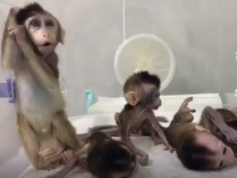 Chinese scientists create gene-edited monkey clones with mental health disorders