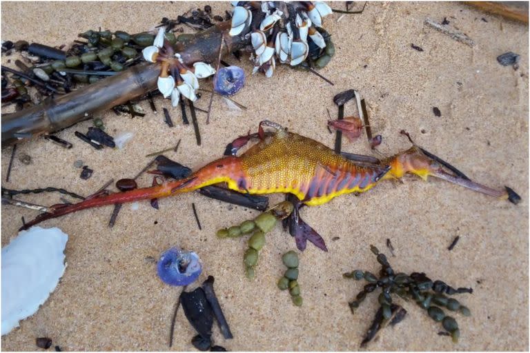 Una mujer halló diversos dragones marinos en las playas de Narrabeen, Australia, luego de una tormenta que azotó al país (FOTO: BETTY RATCLIFFEU)