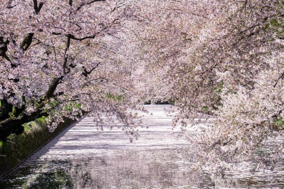 弘前公園櫻花照。圖片來源：IG@hirosakipark
