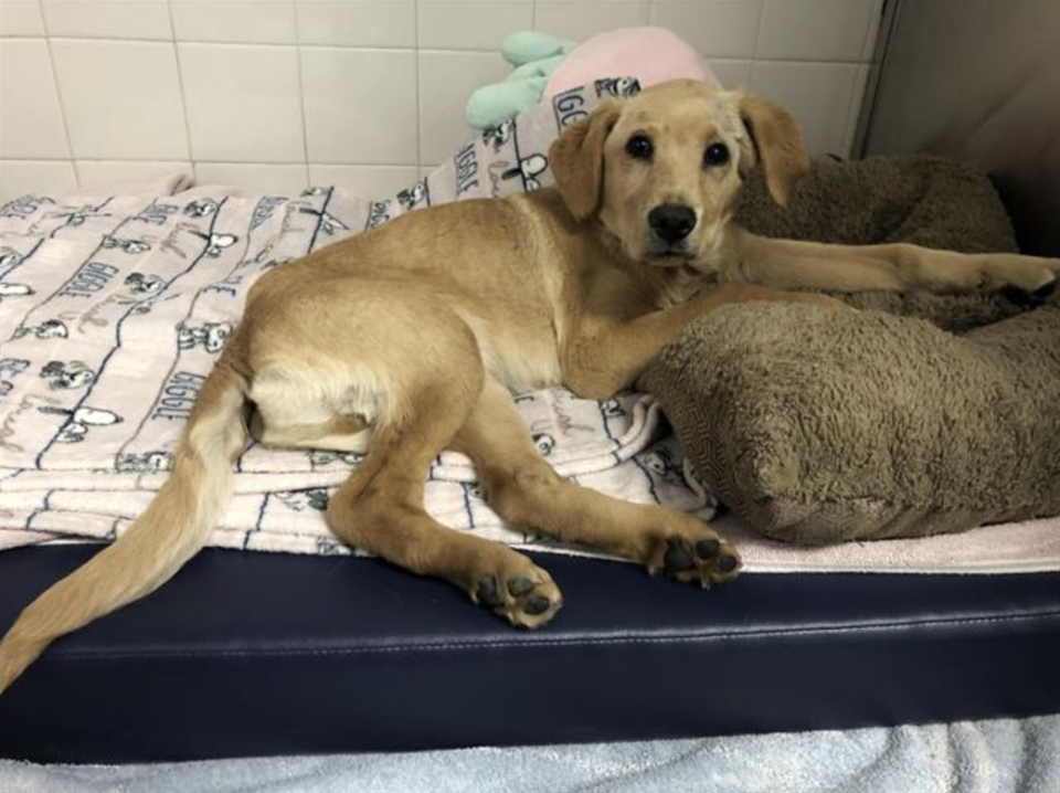 Cheddar the puppy was found abandoned in California on March 26, 2023  / Credit: Santa Cruz County Sheriff's Office