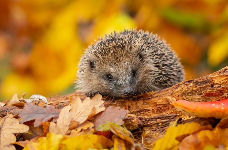 <p>Igel ernähren sich vor allem von Schnecken, Würmern und Insekten. Auf den bewirtschafteten Flächen und in den gepflegten Gärten ihres Lebensraumes nimmt dieses Angebot ab, vor allem, wenn dem Powerfuttern im Herbst ein trockener Sommer vorangegangen ist. Finden die Igel aber nicht genug zu fressen, können sie sich das notwendige Wintergewicht nicht anfressen. (Bild: iStock/Coatesy)</p> 