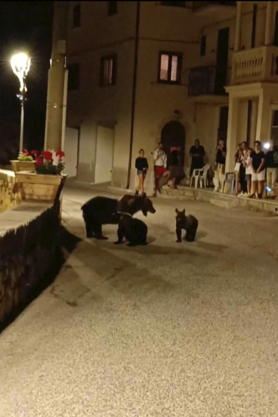 A frame grab from a footage showing a she-bear strolling with her cubs in San Sebastiano Dei Marsi, Italy, Saturday, Aug. 26 ,2023. The Italian iconic mamma bear "Amarena" was killed by rifle shots on Thursday night near San Sebastiano dei Marsi, in the Abruzzo region. The she-bear was famous for peacefully strolling around local villages with her cubs and was considered a pillar for the conservation of the Apennine brown bear in central Italy. (Via APTN)
