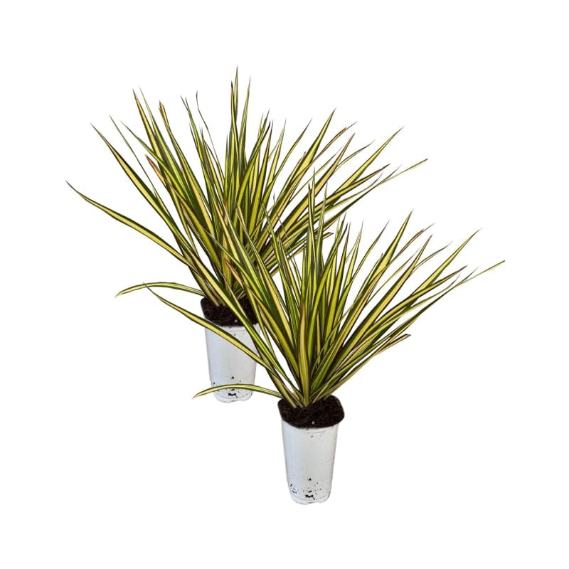 Dracaena Spike Plant (2-Pack)