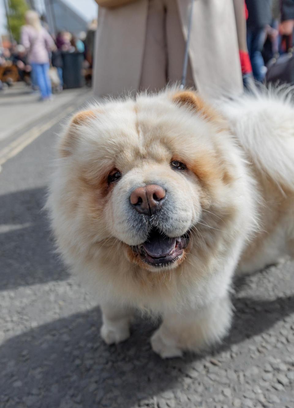 The Northern Echo: Dogs at Bishop Auckland Food Festival.