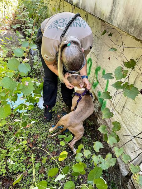 PHOTO: The Orange County Sheriff’s Office in Florida received a call from a witness who found a dog that had been abandoned near a bridge after reportedly being thrown from a moving car and flagged down police for help on Wednesday, Sept. 21, 2022. (Orange County Animal Services / Facebook)