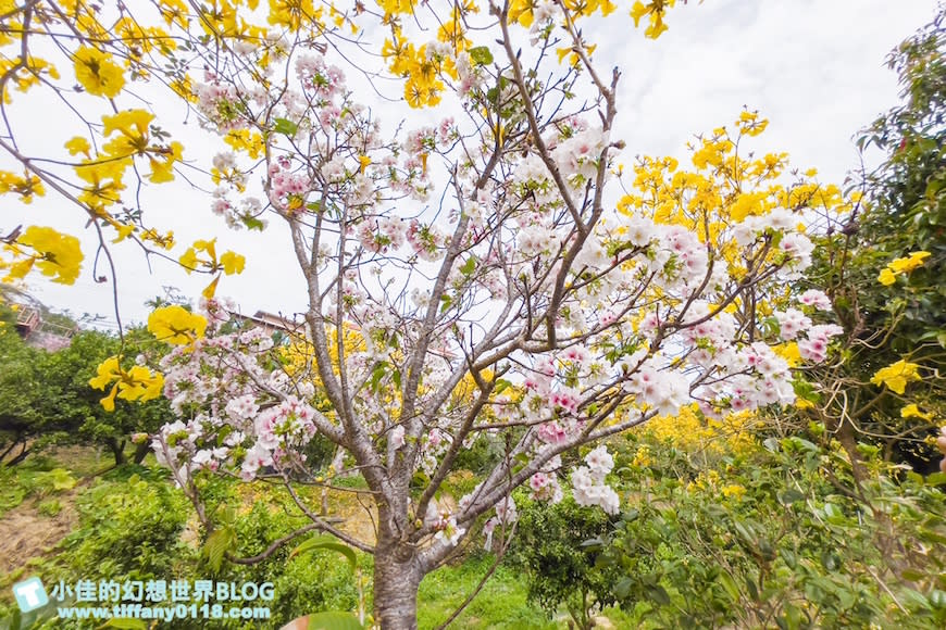 新竹峨眉親子一日遊