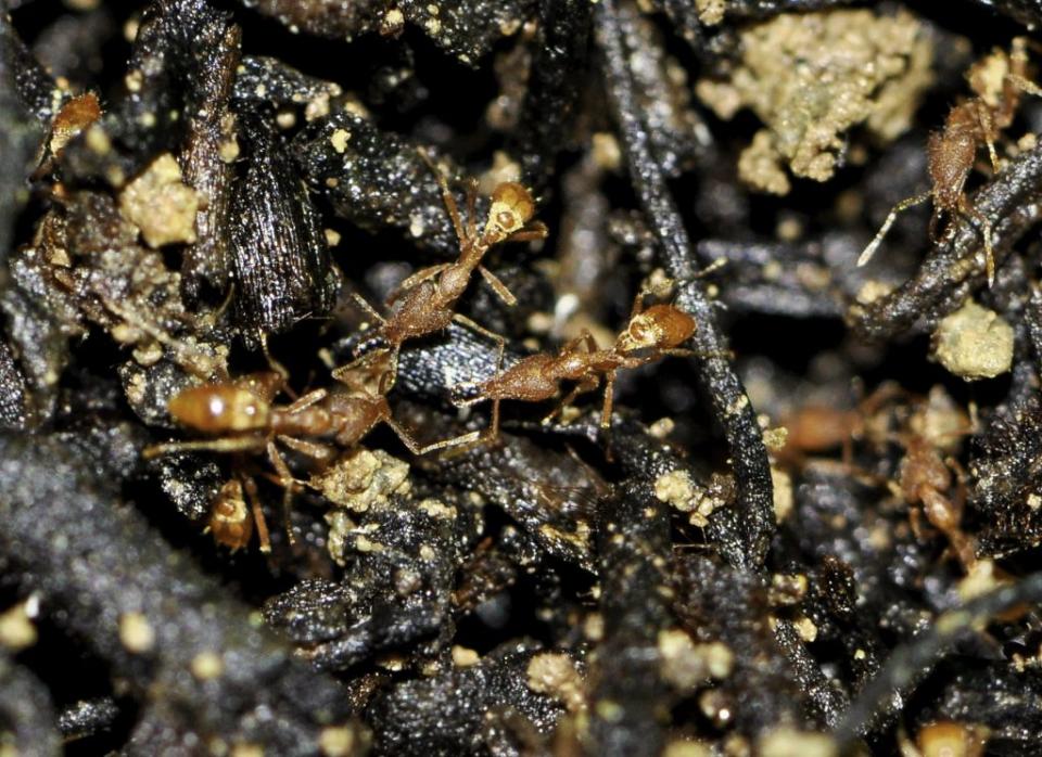 體型嬌小的瘤顎蟻，牠們喜好築巢於石頭下或倒木樹縫中。（台北市立動物園提供）