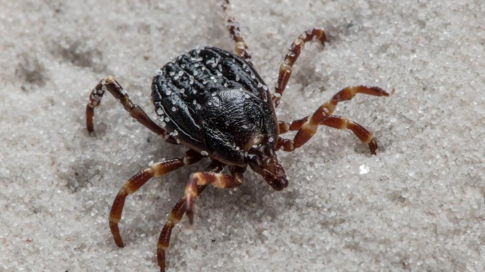 Hyalomma-Zecken können Träger des für Menschen unter Umständen sogar tödlichen Krim-Kongo-Virus sein. Foto: Andrea Schnartendorff/Robert Koch-Institut