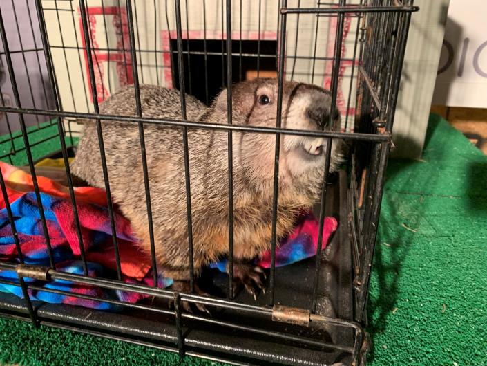 Groundhog Day 2023 Ohio's stuffed Buckeye Chuck predicts 6 more weeks