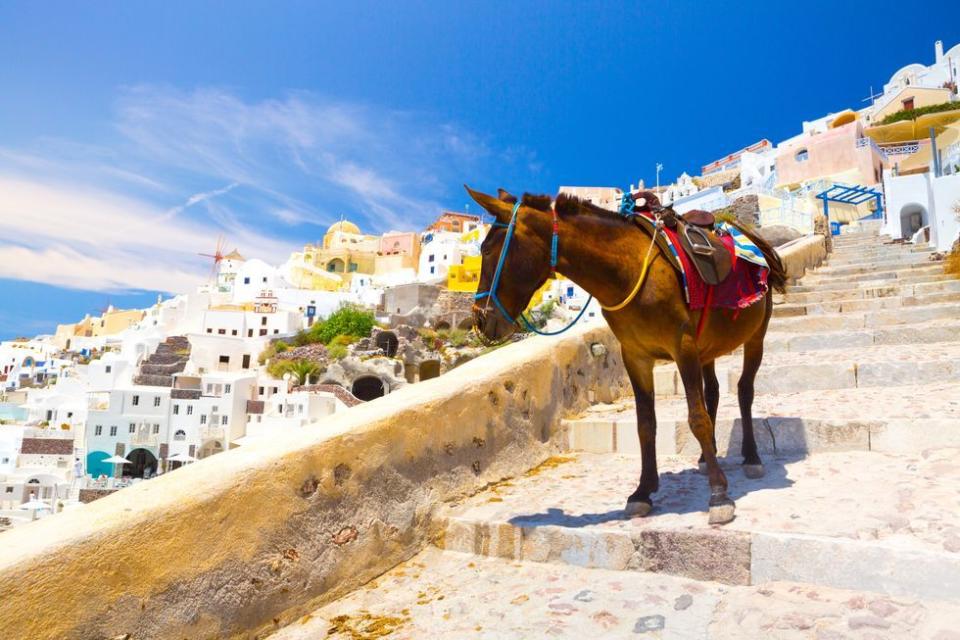 <p>"A <a href="https://www.peta.org.uk/features/donkeys-on-santorini-abused-and-used-as-taxis-please-help-them/" rel="nofollow noopener" target="_blank" data-ylk="slk:PETA exposé;elm:context_link;itc:0;sec:content-canvas" class="link ">PETA exposé</a> revealed that donkeys used for tourist rides on the island of Santorini are forced to carry heavy loads, denied food and water, and given no respite from the scorching Mediterranean sun. If they become too weak to work, they're sometimes abandoned to die. Their owners and local authorities hold on to these "traditional" rides, even though they apparently breach Greek animal welfare laws. <a href="https://www.peta.org.uk/features/santorini-donkeys-2019/" rel="nofollow noopener" target="_blank" data-ylk="slk:Recent footage;elm:context_link;itc:0;sec:content-canvas" class="link ">Recent footage</a> from 2019 shows that the abuse is still going on."</p>