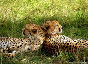 Two cheetah siblings spar and play with each other in Maasai Mara, Kenya. When they spotted us they posed to give us this shot.