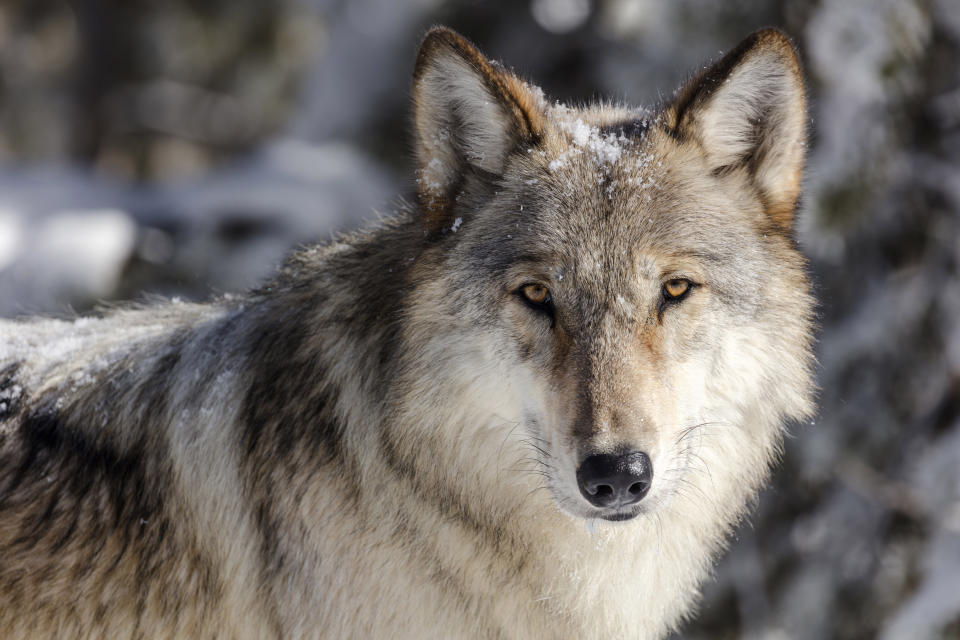 FILE - This Nov. 7, 2017, file photo provided by the National Park Service shows a wolf in Yellowstone National Park, Wyo. The Humane Society and other groups filed a legal petition Wednesday, May 26, 2021, asking Interior Secretary Deb Haaland to use her emergency authority to return thousands of wolves in the region to the endangered species list. (Jacob W. Frank/National Park Service via AP, File)