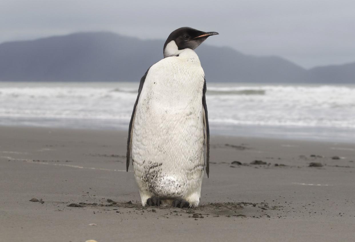 An Emperor penguin stands on Peka Peka Beach of the Kapiti Coast in New Zealand. 