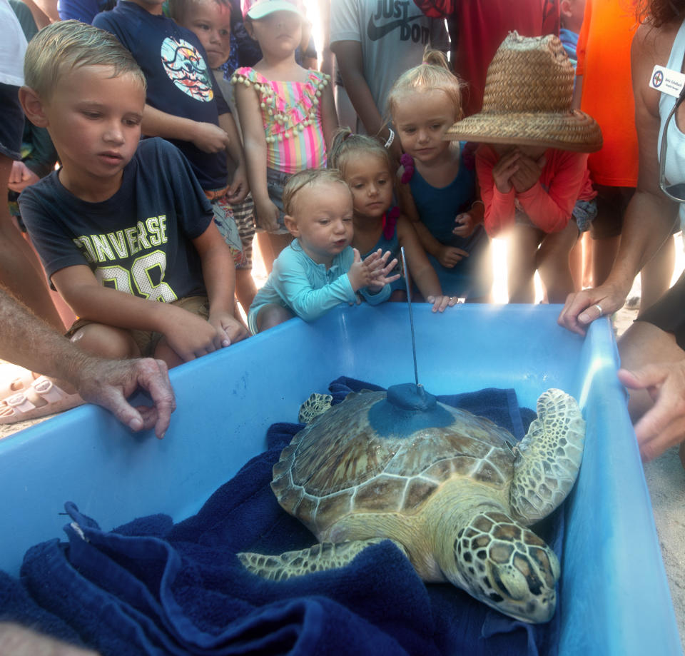 In this photo provided by the Florida Keys News Bureau, children observe "Tortie," a juvenile green sea turtle, just before the reptile was released off the Florida Keys Friday, July 15, 2022, in Marathon, Fla. She was found Dec. 1, 2021, unable to dive and afflicted with fibropapillomatosis -- a tumor-causing disease that develops from a herpes-like virus affecting sea turtles globally. After being treated at the Keys-based Turtle Hospital, "Tortie" was placed into the Atlantic Ocean and is to be part of the 15th annual Tour de Turtles, an online "race" that is to follow a dozen released turtles for three months. (Andy Newman/Florida Keys News Bureau via AP)