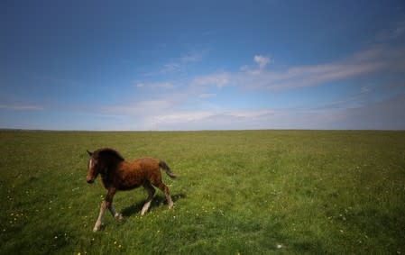 A young Lundy pony runs through a field during the Cloud Appreciation Society's gathering in Lundy