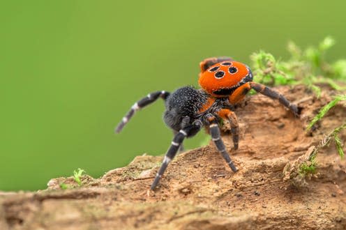 <span class="caption">As the world warms, male ladybird spiders are hatching too early in the year to meet a mate.</span> <span class="attribution"><span class="source">MF Photo / shutterstock</span></span>