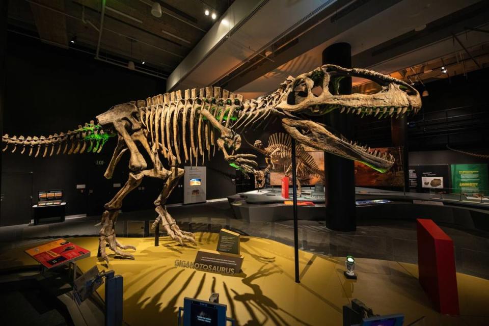 Giganotosuarus will be on exhibition at Discovery Place Science next summer, as part of “Ultimate Dinosaurs.”