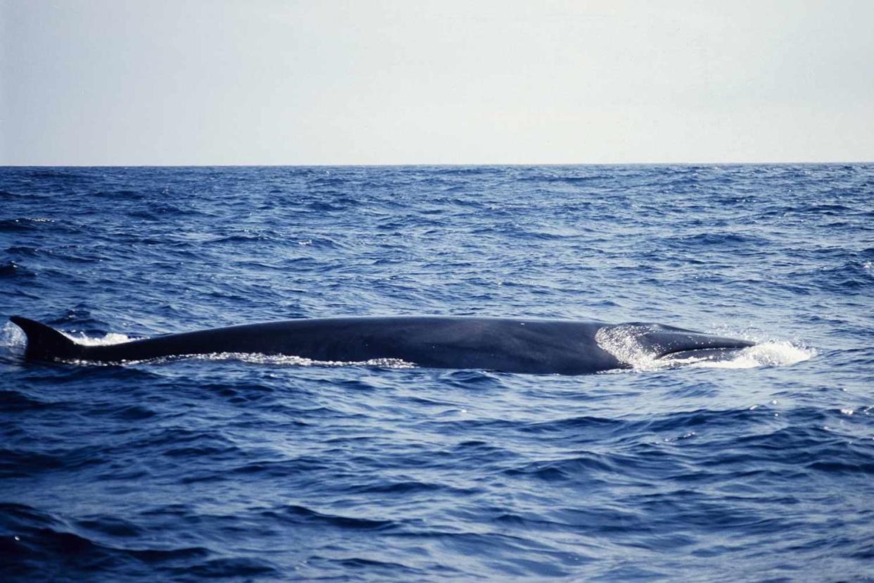 <p>Getty Images</p> A stock photo of a sei whale.