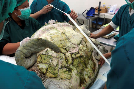 Thai veterinarians prepare to operate on Omsin, a 25 year old femal green sea turtle, to remove coins from her stomach at the Faculty of Veterinary Science, Chulalongkorn University in Bangkok, Thailand March 6, 2017. The Faculty of Veterinary Science, Chulalongkorn University/Handout via REUTERS