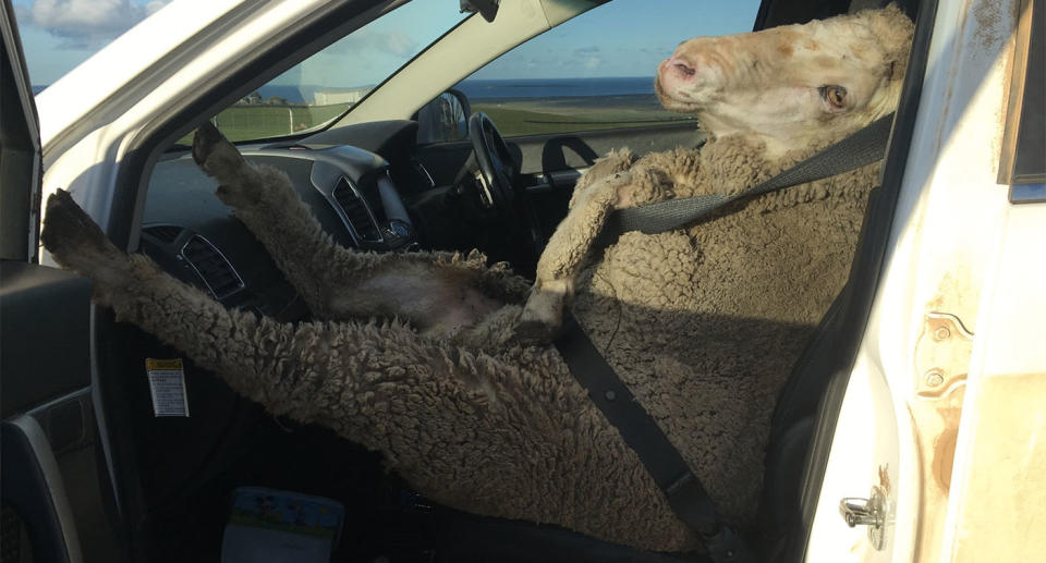 Riding in style: The farmer made sure the animal was comfortable and safe. Source: Mark Modra