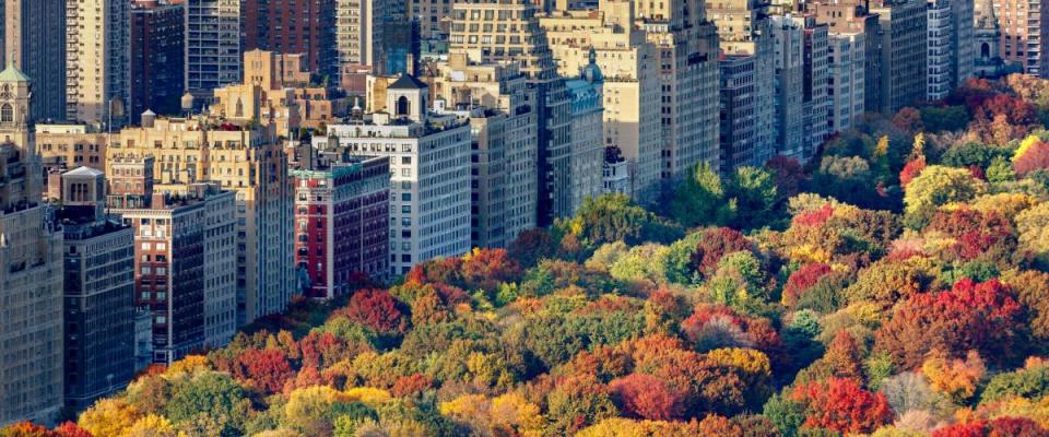 Fall colors of Central Park foliage in late afternoon. Aerial view toward Central Park West. Upper West Side, Manhattan, New York City