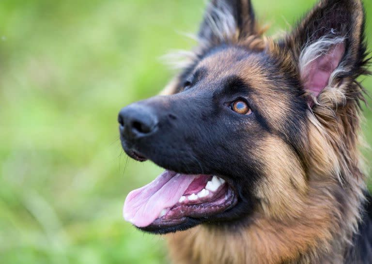 Los científicos trazaron las trayectorias genéticas de los perros antiguos hasta convertirse, por ejemplo, en perros de pastoreo genéricos y luego en sus razas distintas, como el border collie o el pastor alemán.