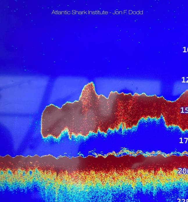 A sonar photo of a school of mackerel. Because of its size, researchers initially thought they'd captured a photo of a megalodon, also known as the meg, an extinct shark species.