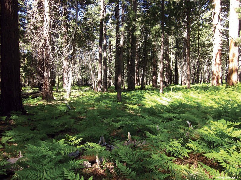 Idyllwild -- The Alpine Wonderland Above Palm Springs is a Backpacking Dream