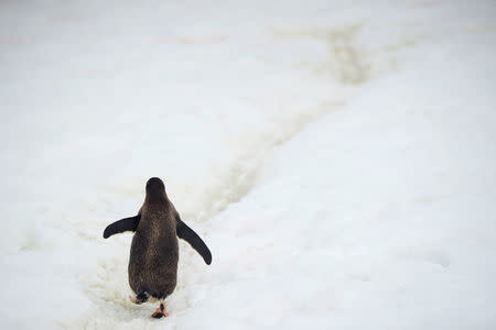 A penguin walks on Danco Island, Antarctica, February 14, 2018. REUTERS/Alexandre Meneghini
