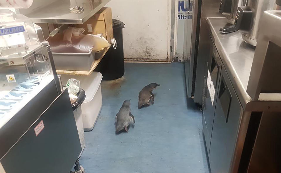 In this July 15, 2019, photo, penguins make their way a sushi shop in Wellington, New Zealand. A pair of "vagrant" blue penguins have been forcibly removed after waddling into a New Zealand sushi shop and refusing to leave. (Shawnee Kim via AP)