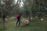 In this Sunday, Oct. 6, 2019 photo, a Kashmiri farmer Imtiyaz Ahmad transports apples on a wheelbarrow inside his orchard in Wuyan, south of Srinagar Indian controlled Kashmir. The apple trade, worth $1.6 billion in exports in 2017, accounts for nearly a fifth of Kashmir’s economy and provides livelihoods for 3.3 million. This year, less than 10% of the harvested apples had left the region by Oct. 6. Losses are mounting as insurgent groups pressure pickers, traders and drivers to shun the industry to protest an Indian government crackdown. (AP Photo/Dar Yasin)