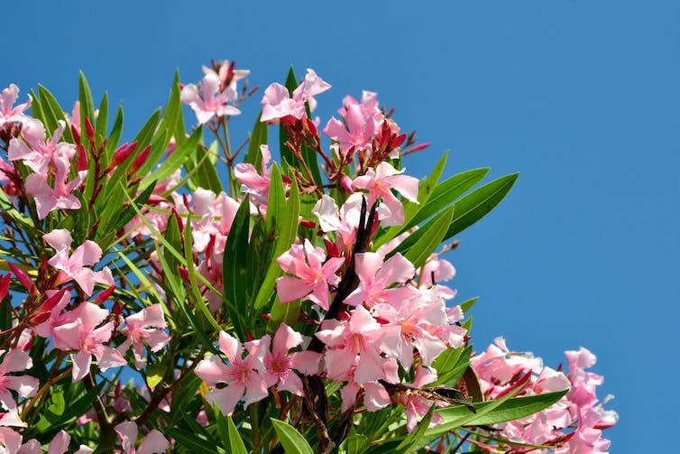 Oleander in bloom