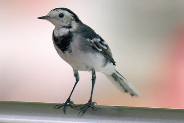 Tesco drops plans to shoot pied wagtail in Great Yarmouth store