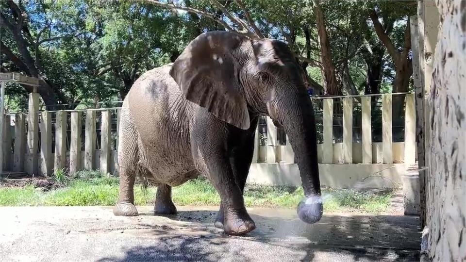 熱！壽山動物園黑熊泡水消暑　可愛坐姿「像工讀生」