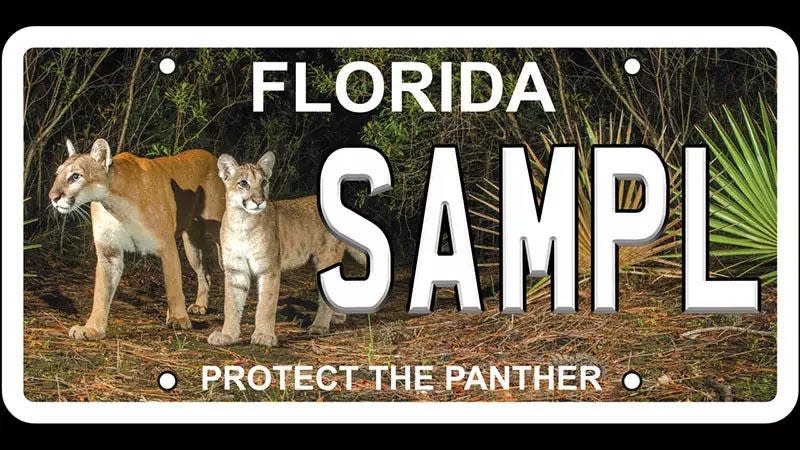 Photo of the Protect the Panther license plate