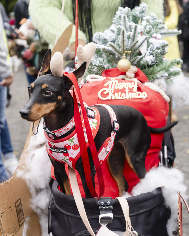 a miniature pinscher dressed as a reindeer