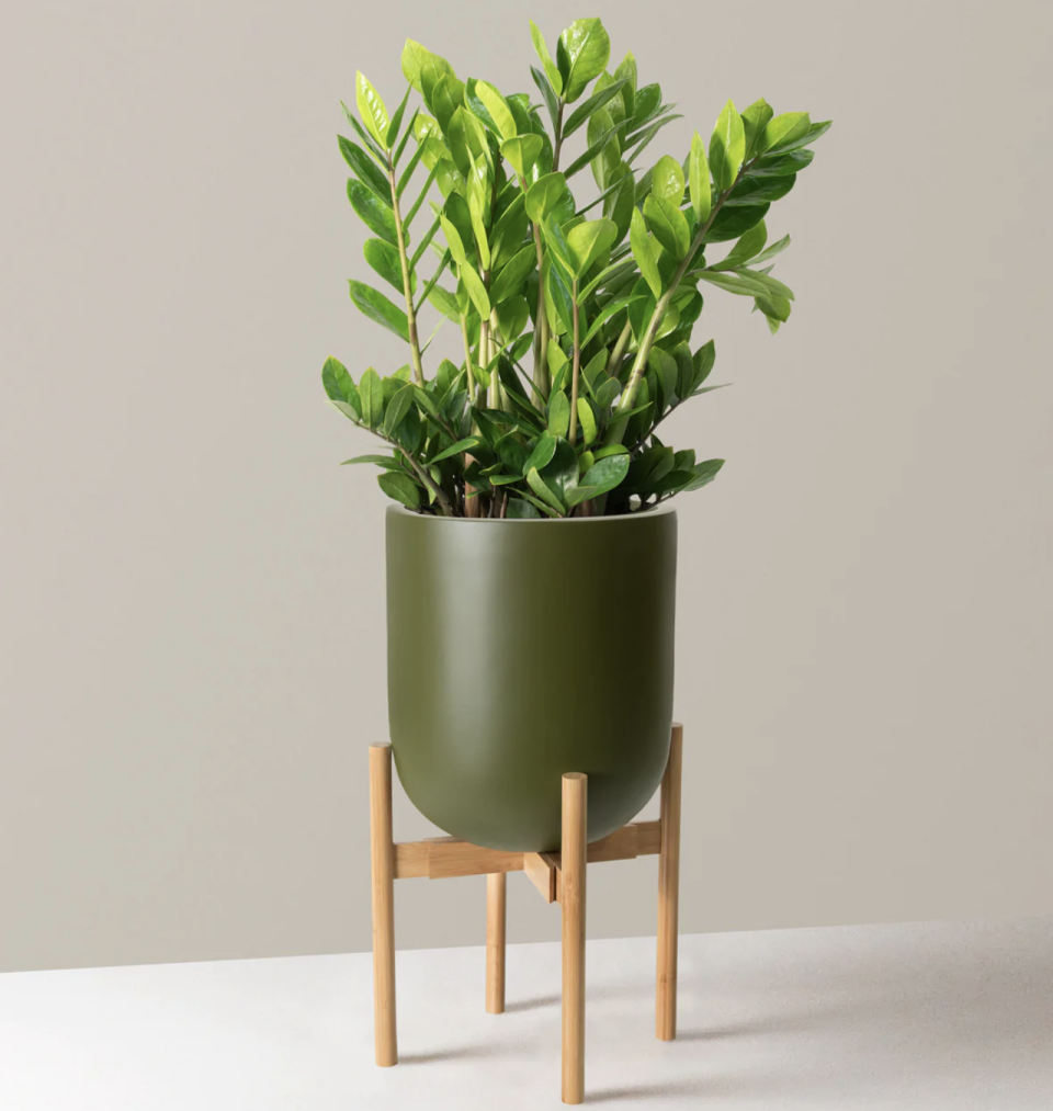 ZZ Plant in a pot