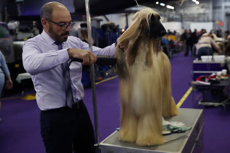 Anwar Ebn Benazir Von Haussman, an Afghan Hound breed, sits during the 143rd Westminster Kennel Club Dog Show in New York, U.S., February 11, 2019. REUTERS/Shannon Stapleton