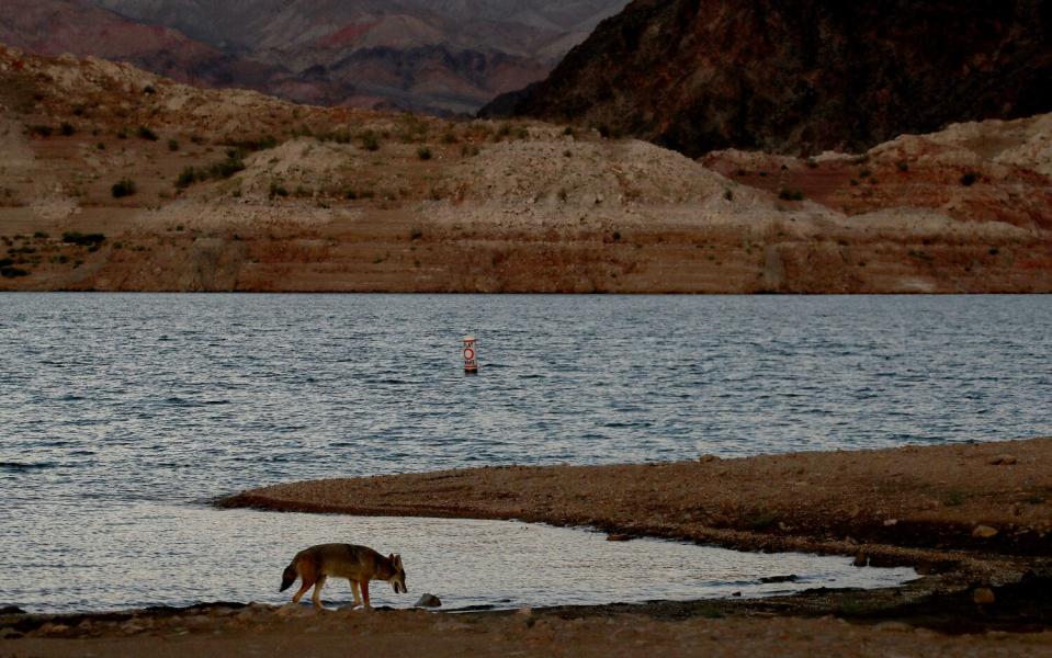 A coyote forages along the shore of steadily receding Lake Mead, the nation's largest reservoir.